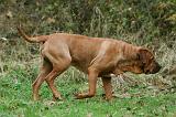 TOSA INU 569